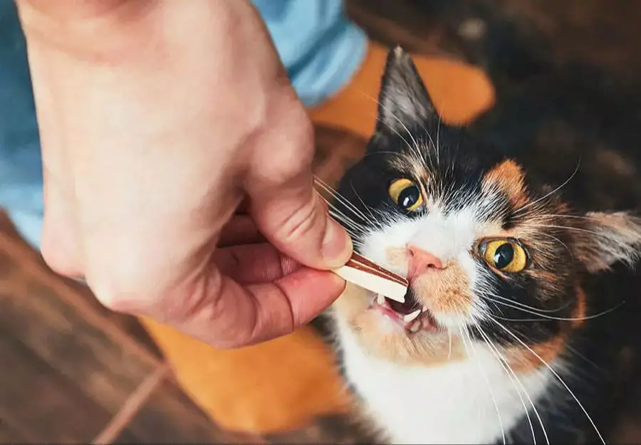 a cat chewing on a dental treat chew toy to clean its teeth