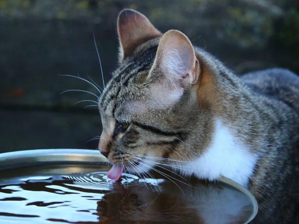 a cat drinking water next to kibble with higher moisture