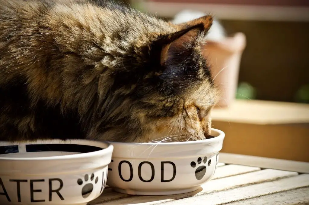 a cat eating food from its bowl