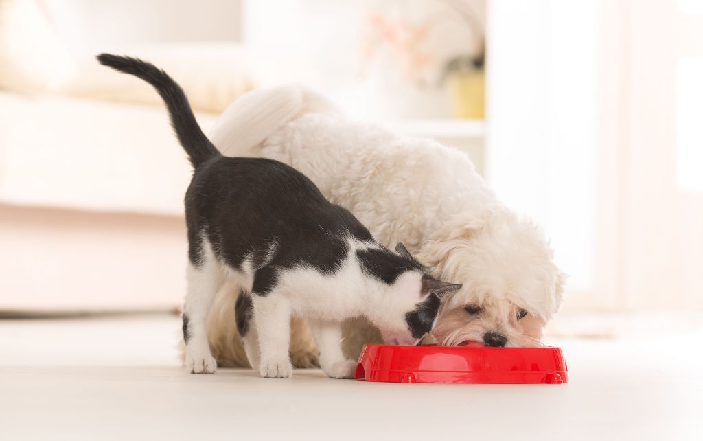 a cat eating from a bowl of dog food