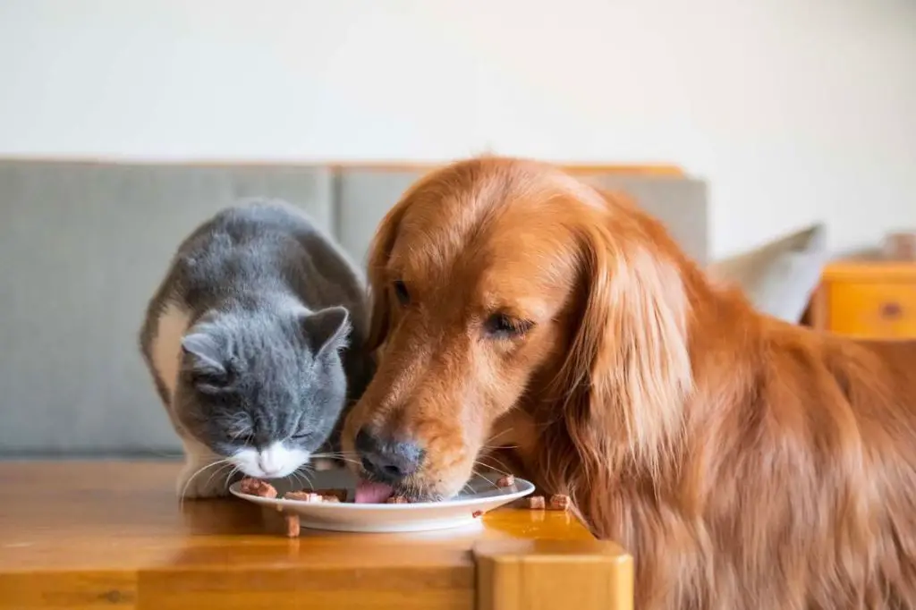 a cat eating smooth wet food next to a dog with large dry kibble