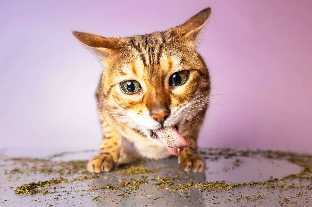 a cat experiencing a catnip high