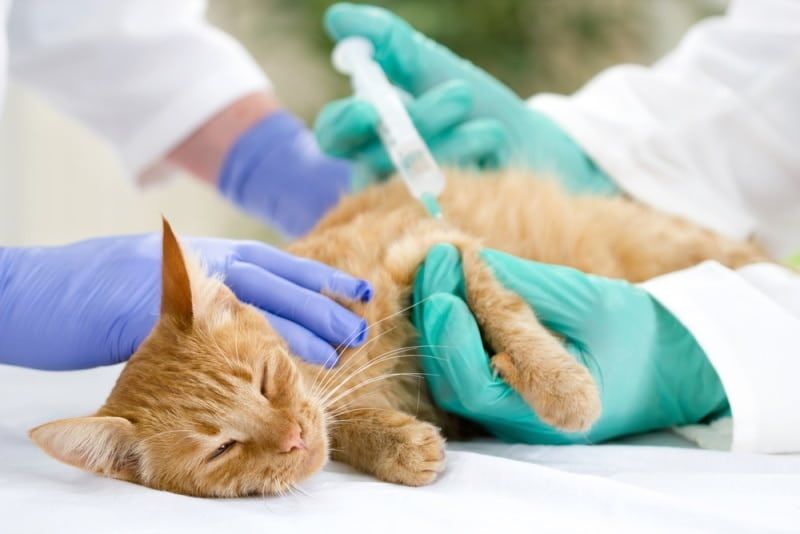 a cat experiencing lethargy after getting vaccinated.