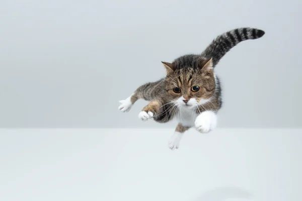 a cat falling through the air towards the ground below