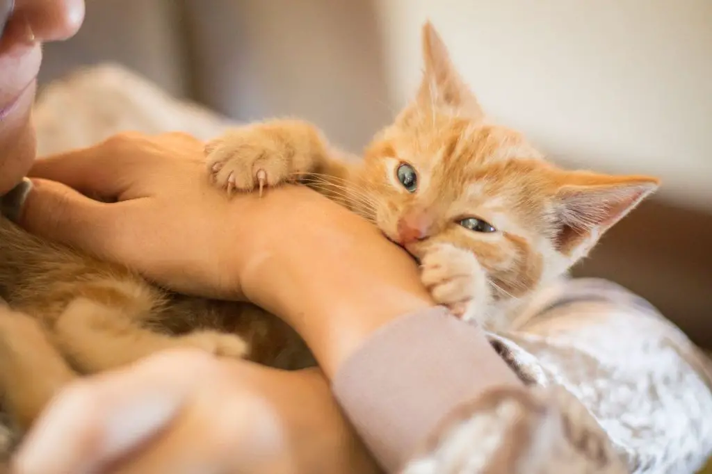 a cat giving a gentle bite on a person's hand as a sign of affection