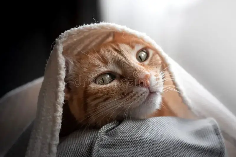 a cat hiding its face underneath a blanket