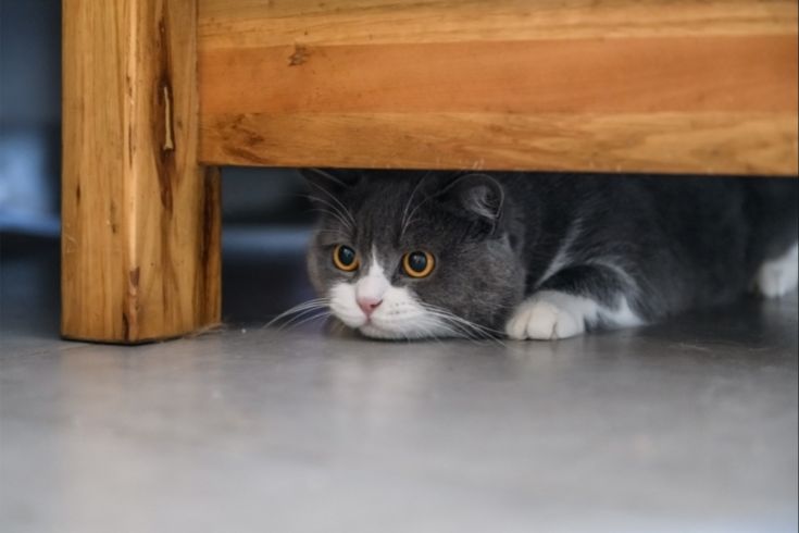 a cat hiding under a table, appearing anxious after too much catnip.