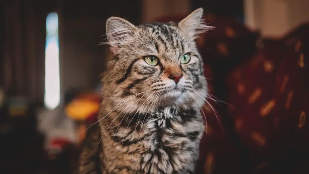 a cat hissing with ears folded back as a sign to keep distance