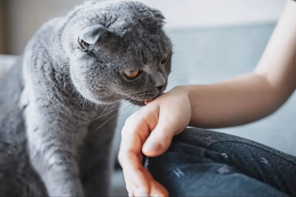 a cat licking its owner's hand as a sign of affection
