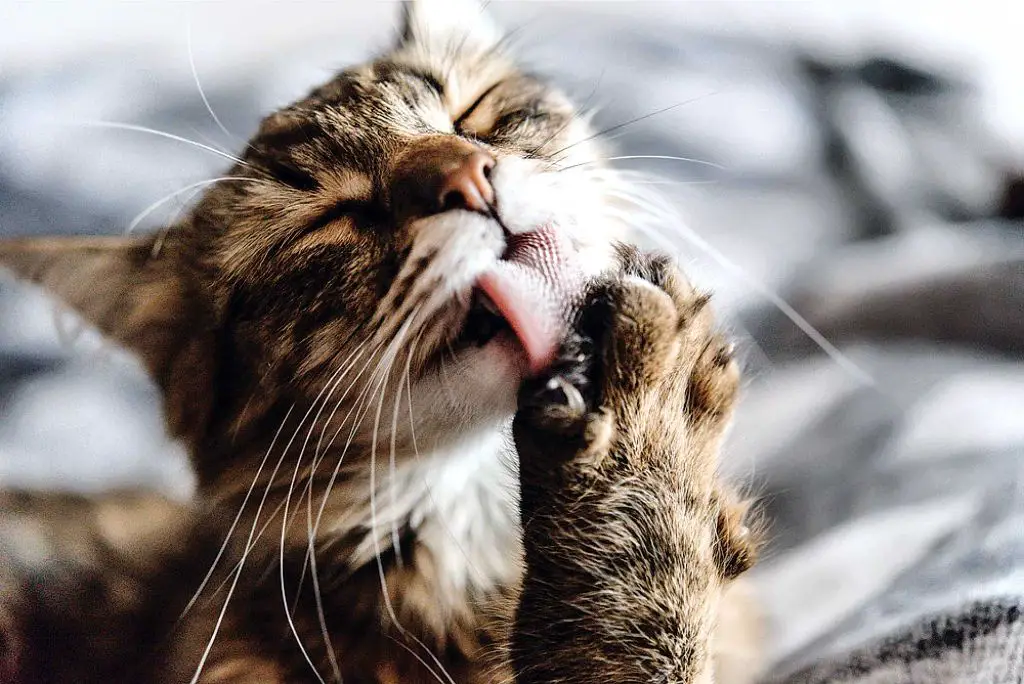 a cat licking its paw