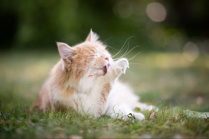 a cat licking its paw