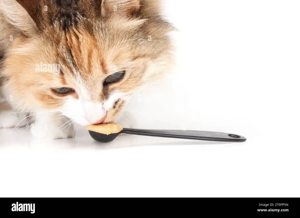 a cat licking peanut butter off a spoon
