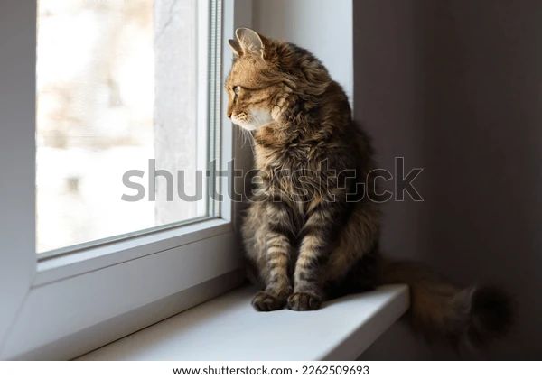 a cat looking out a closed window