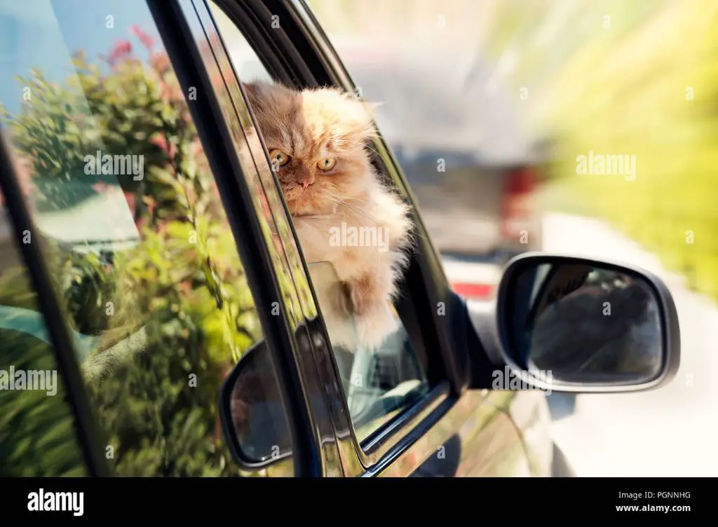 a cat looking out the window in a car