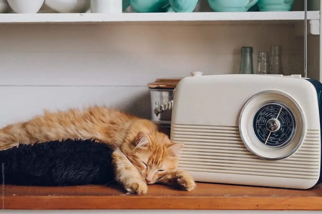 a cat lying next to a radio
