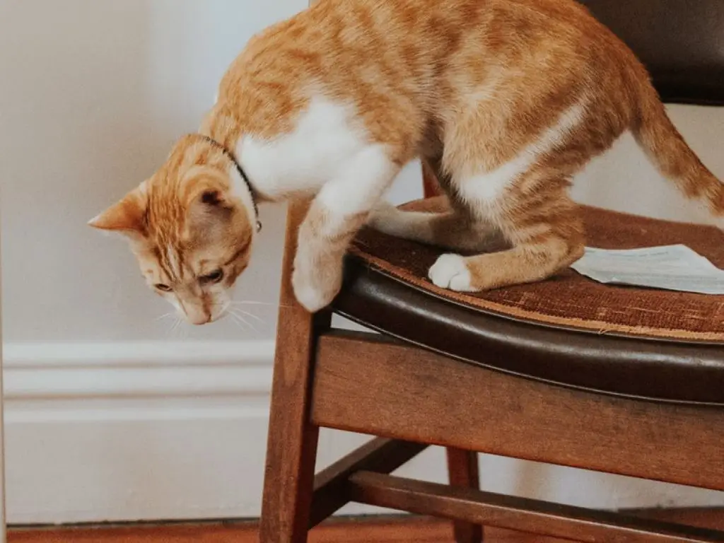 a cat mid-zoomies leaping off furniture