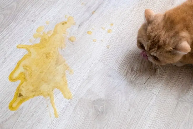 a cat owner cleaning up vomit on the floor