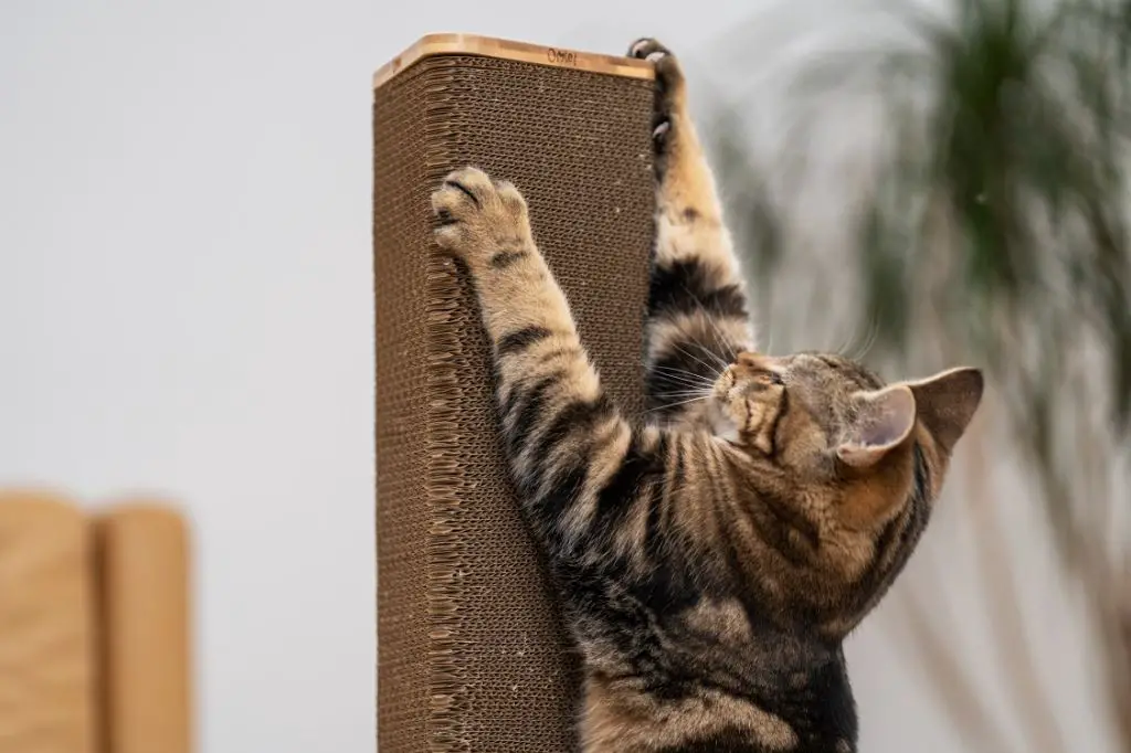 a cat pawing at a scratching post