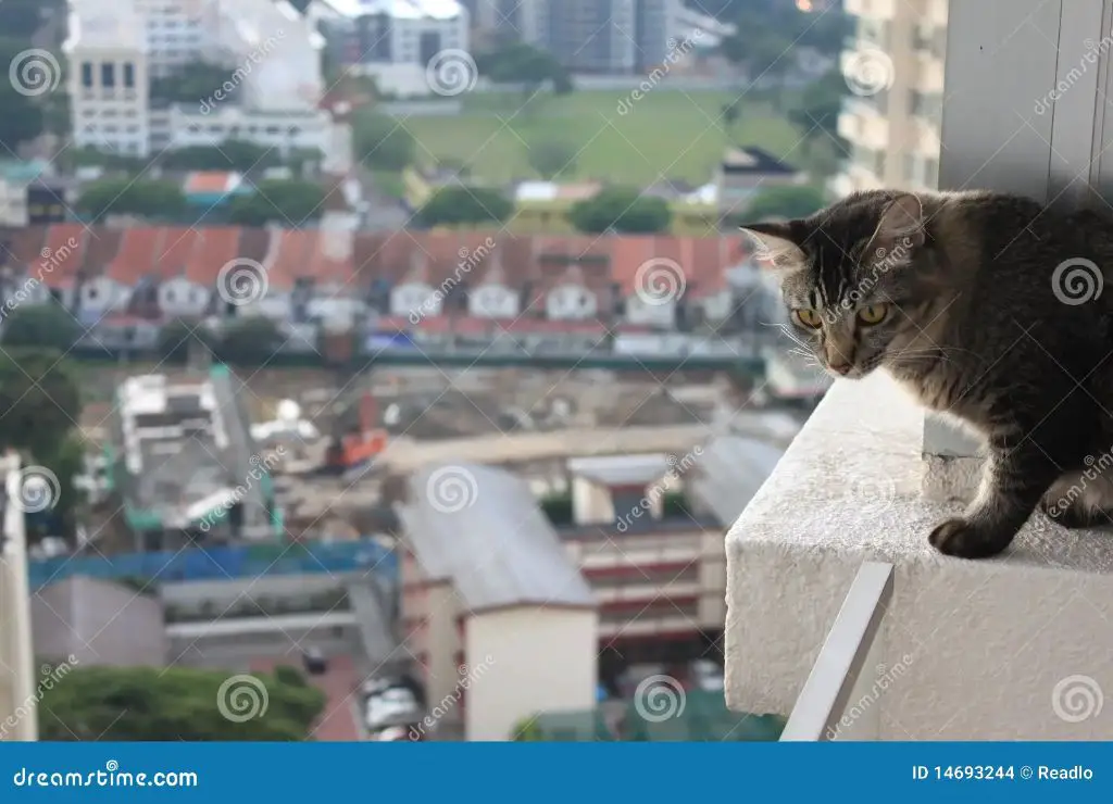 a cat peering over the edge of a high balcony