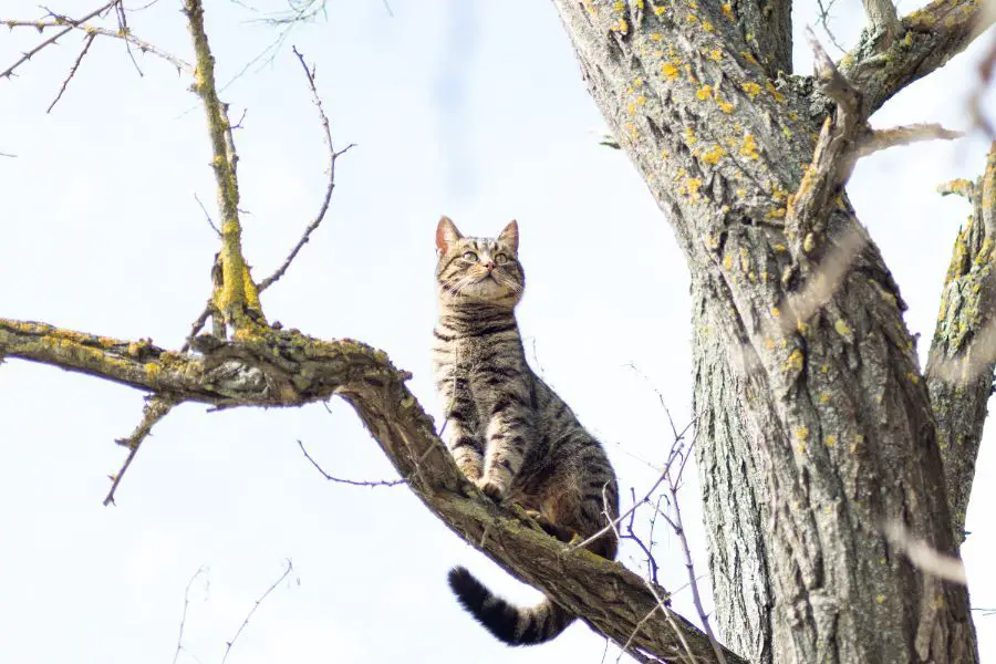 a cat perched on a high tree branch surveying its surroundings