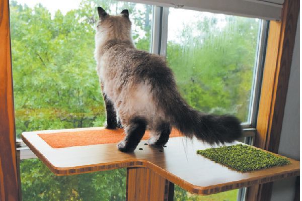a cat perching on a cat tree placed near a window