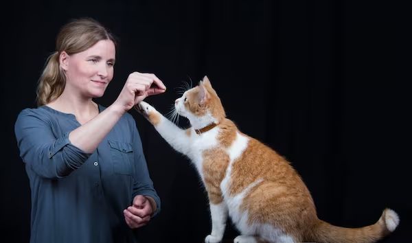 a cat performing a trained task to assist its owner