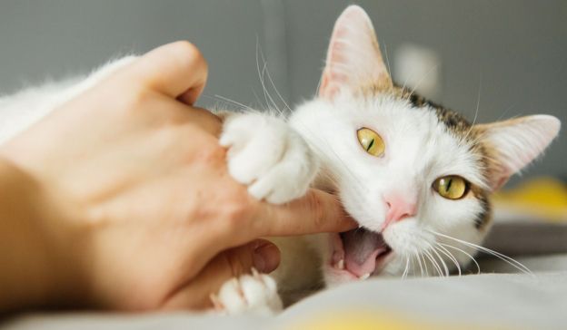 a cat playfully biting an owner's hand as a loving gesture