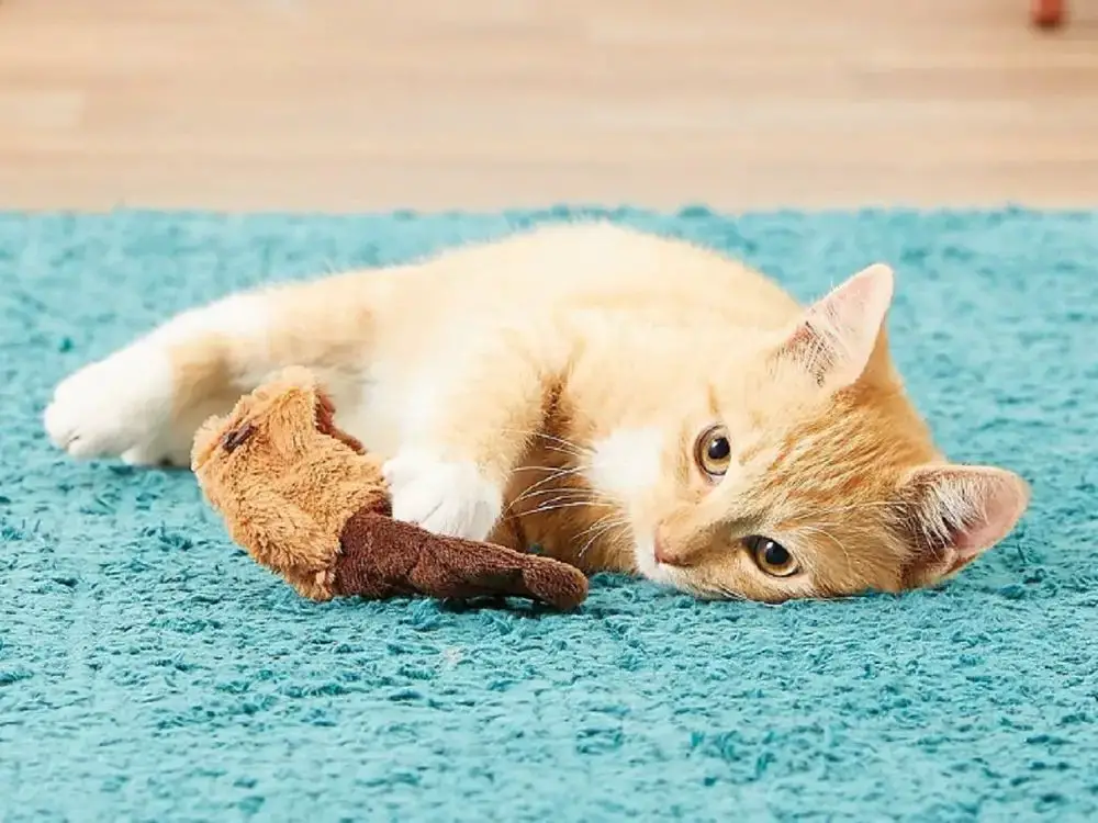 a cat playing with a catnip toy.