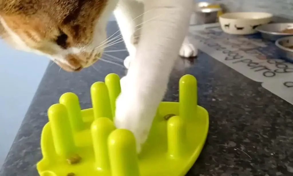 a cat playing with a puzzle feeder, pawing to move pieces around.