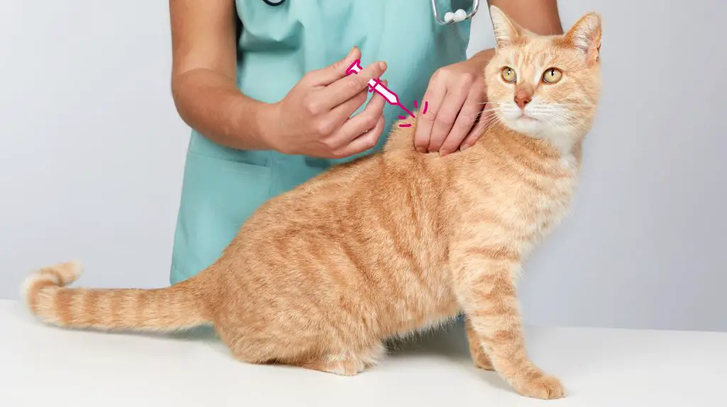 a cat receiving a vaccination
