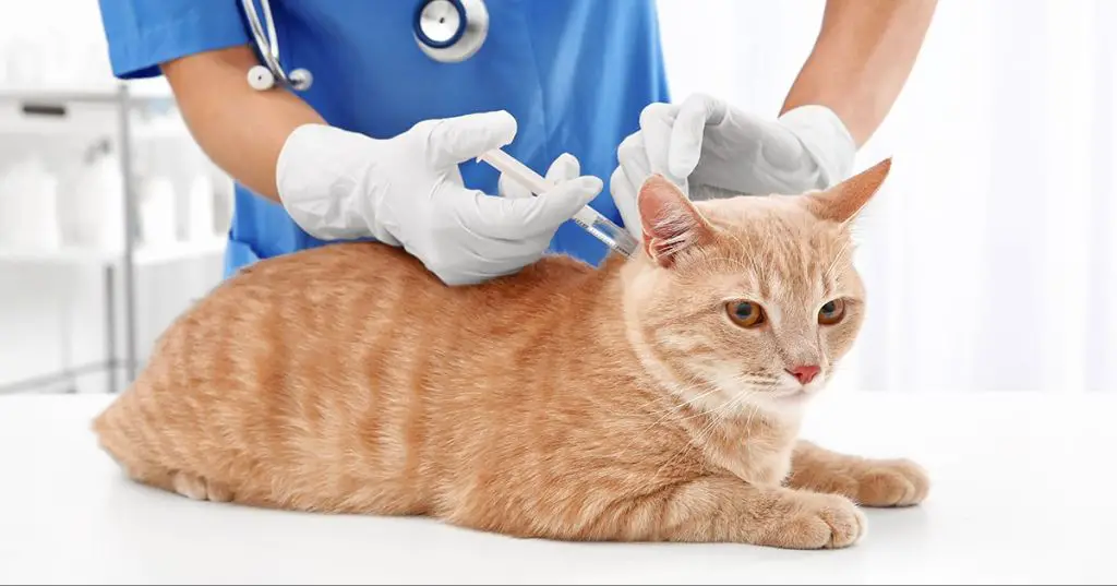 a cat receiving a vaccine to prevent colds