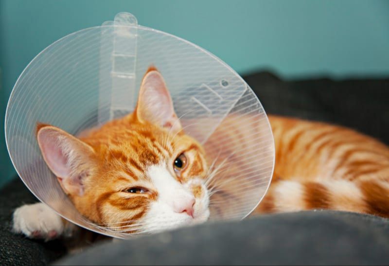 a cat recovering after surgery