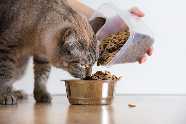 a cat refusing to eat dog food in its bowl