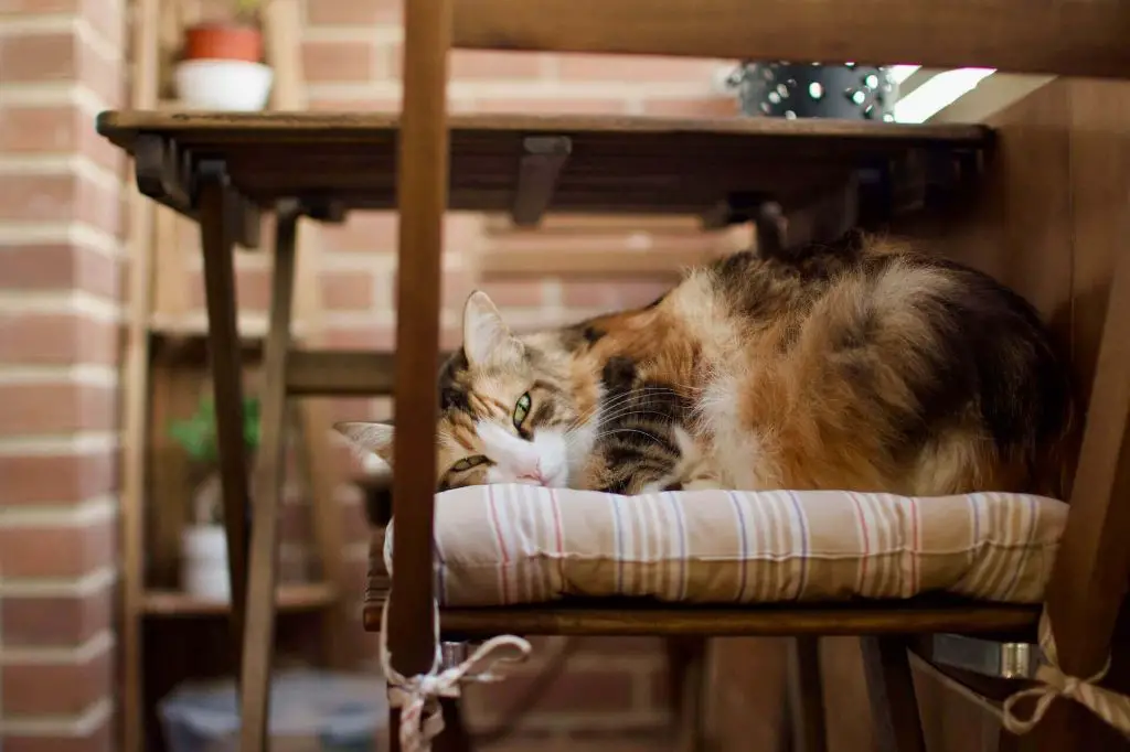 a cat relaxing safely inside a high-rise apartment