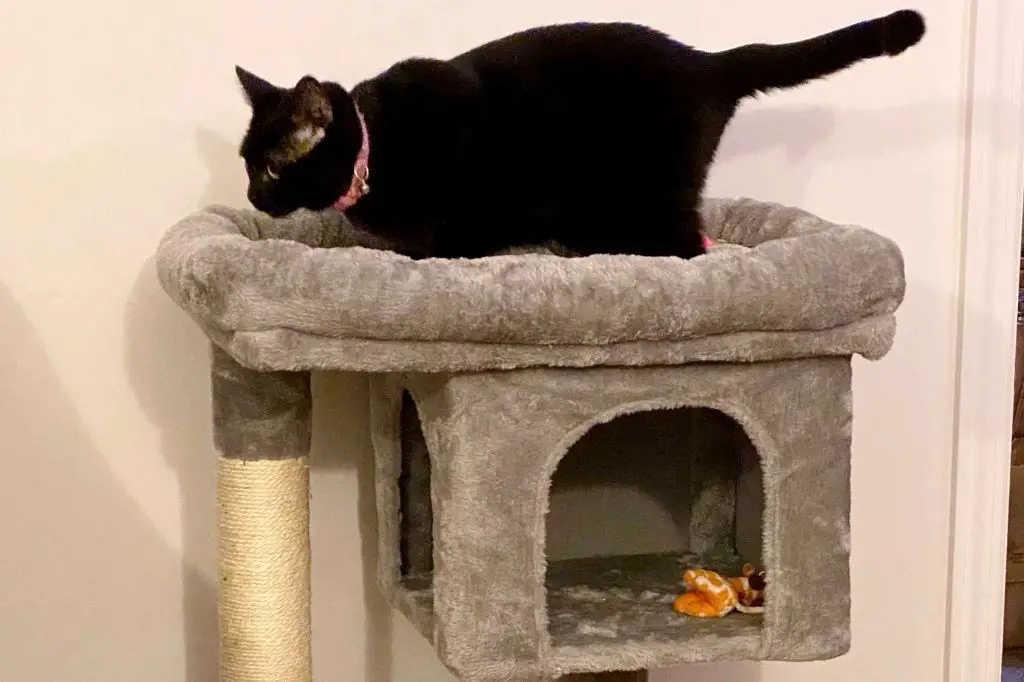 a cat relaxing safely inside on a cat tree