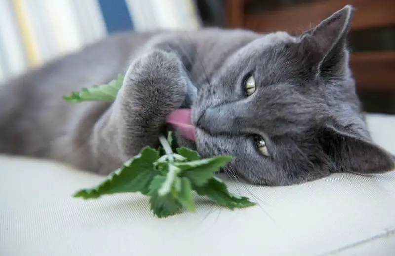 a cat rolling happily in a patch of catnip.