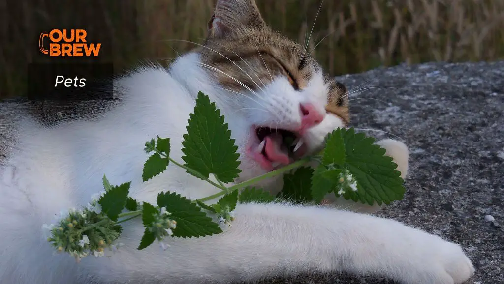 a cat rolling in a patch of catnip.