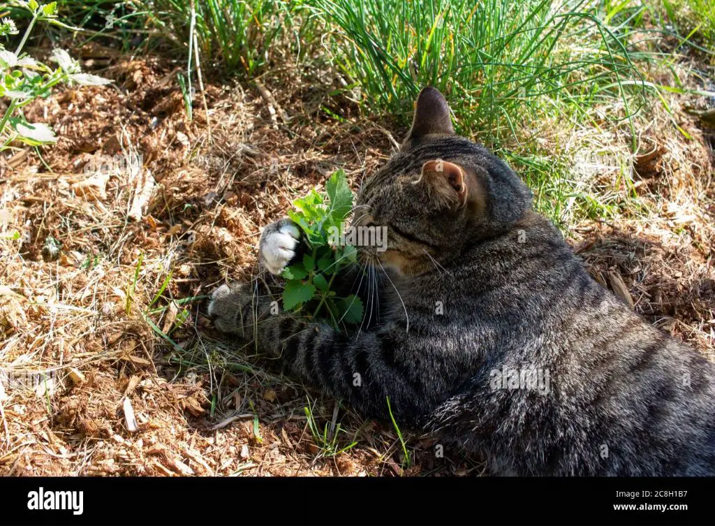 a cat rolling in a patch of catnip.