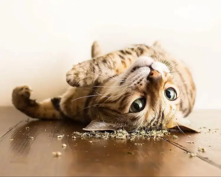 a cat rolling in catnip with a blissful expression.