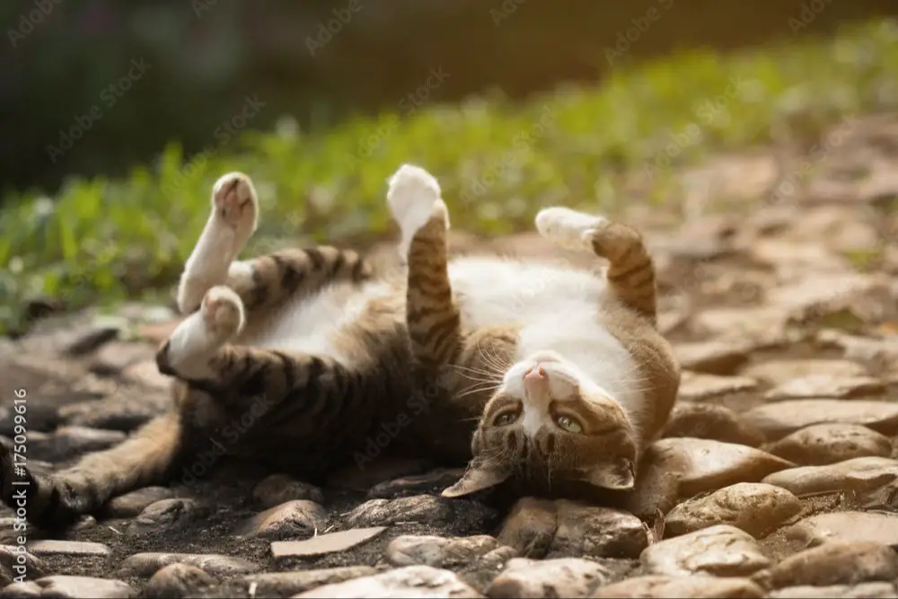 a cat rolling on the floor