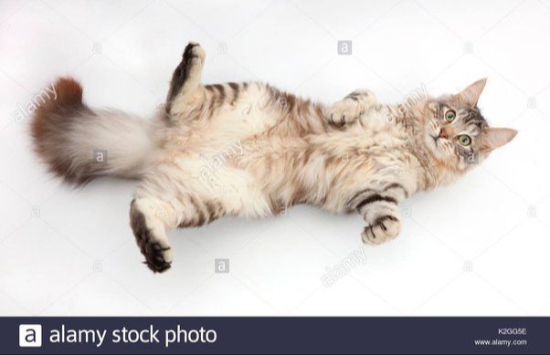 a cat rolling over to display its belly to its trusted human