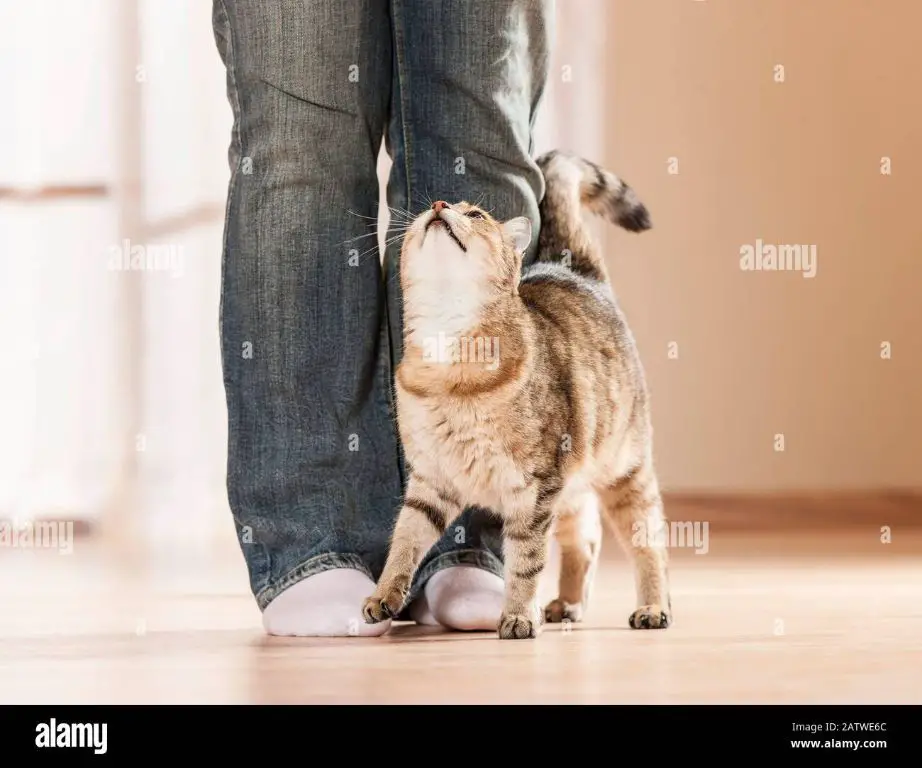 a cat rubbing against a person's legs to show fondness