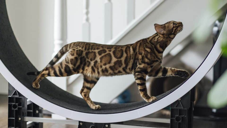 a cat running happily on a cat exercise wheel.