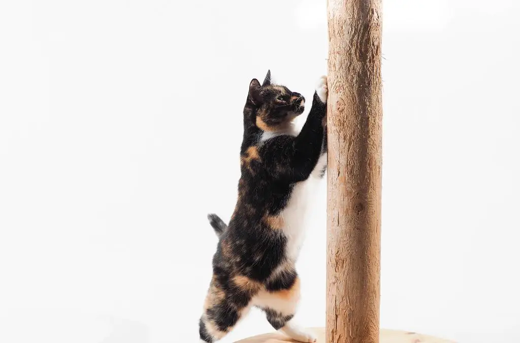 a cat scratching a scratching post