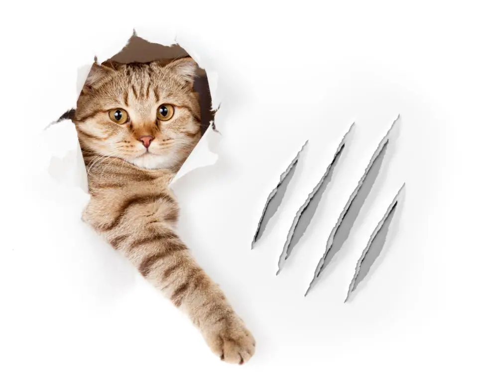 a cat scratching off loose nail sheaths