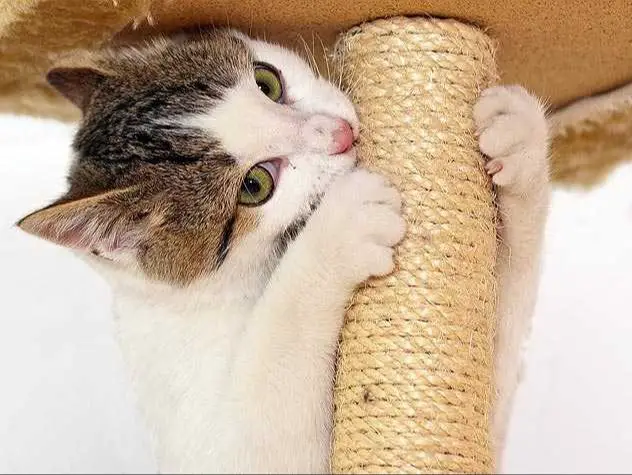 a cat scratching on a tall sturdy post to wear down the claws