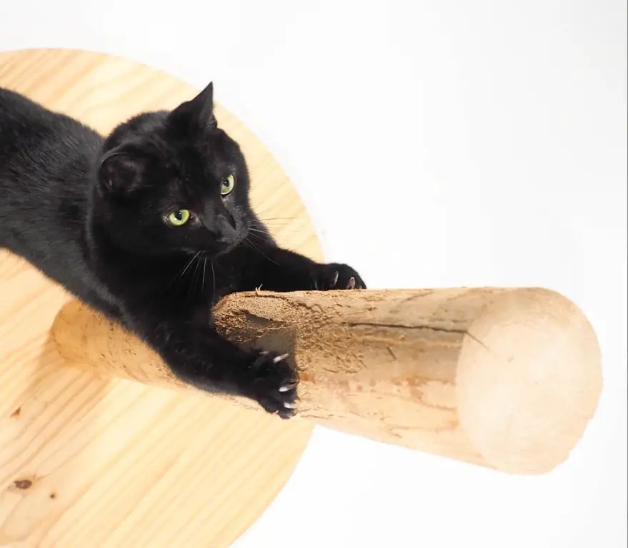 a cat scratching on a wooden post