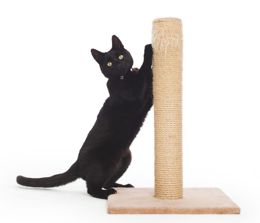 a cat scratching on appropriate scratching posts