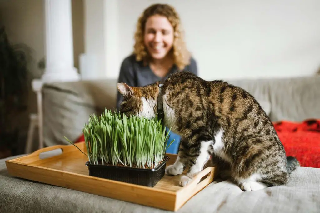 a cat seeking out and eating grass