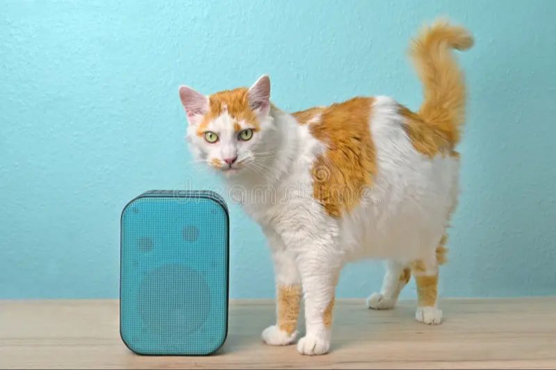 a cat sitting near a bluetooth speaker